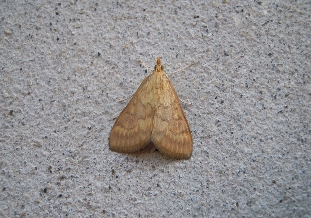 Crambidae: Ostrinia nubilalis